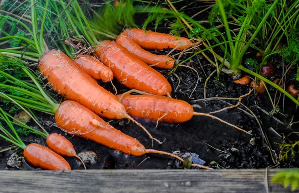 Свежая морковь, покрытая почвой . — стоковое фото