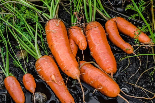 Cenouras frescas cobertas de lavagem do solo . — Fotografia de Stock