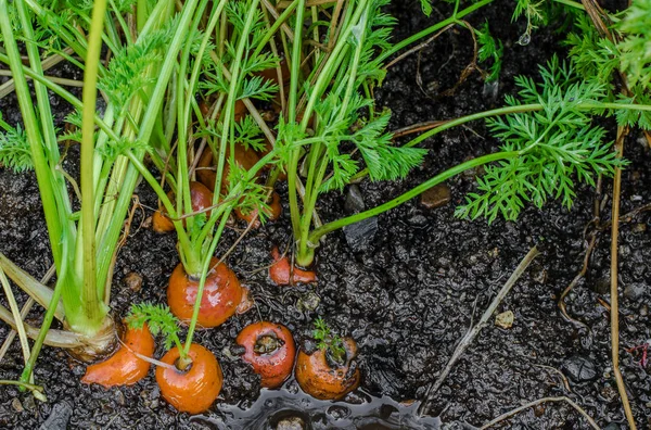 Zanahorias frescas cubiertas de lavado del suelo . — Foto de Stock