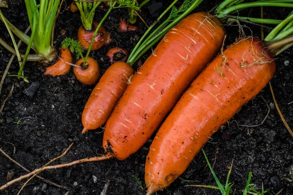 Zanahorias frescas cubiertas de lavado del suelo . — Foto de Stock