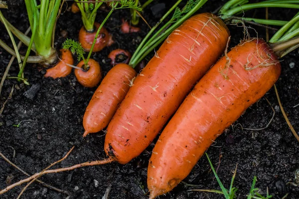 Zanahorias cubiertas de tierra. fresco fuera del suelo . — Foto de Stock