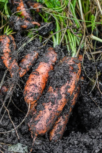 Zanahorias cubiertas de tierra. fresco fuera del suelo . — Foto de Stock