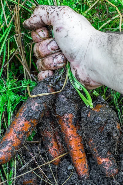 Морква вкрита землею. свіжий з землі . — стокове фото