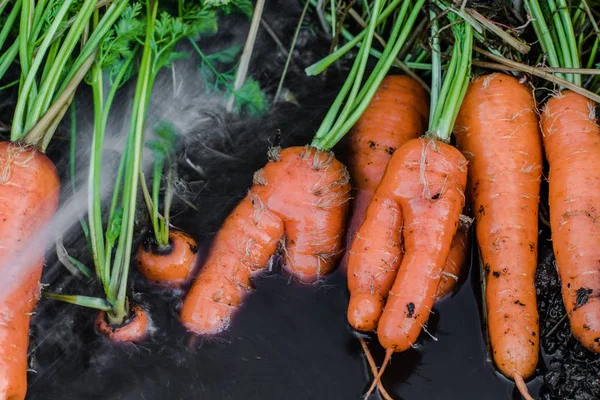 Zanahorias frescas cubiertas de lavado del suelo . — Foto de Stock