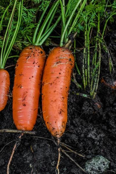 Cenouras frescas cobertas de lavagem do solo . — Fotografia de Stock