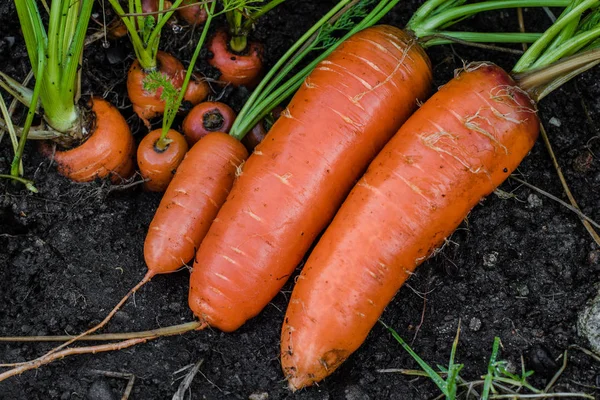 Zanahorias frescas cubiertas de lavado del suelo . — Foto de Stock