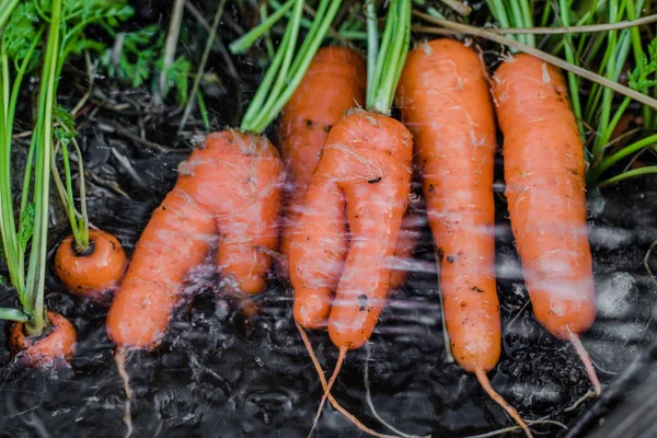 Zanahorias frescas cubiertas de lavado del suelo . — Foto de Stock