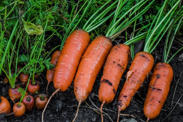 Свіжа морква, вкрита ґрунтовою мийкою . — стокове фото