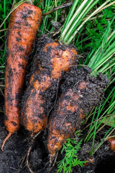 Zanahorias cubiertas de tierra. fresco fuera del suelo . — Foto de Stock