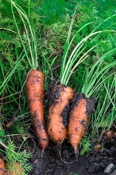 Carrots covered in soil. fresh out of soil. — Stock Photo, Image
