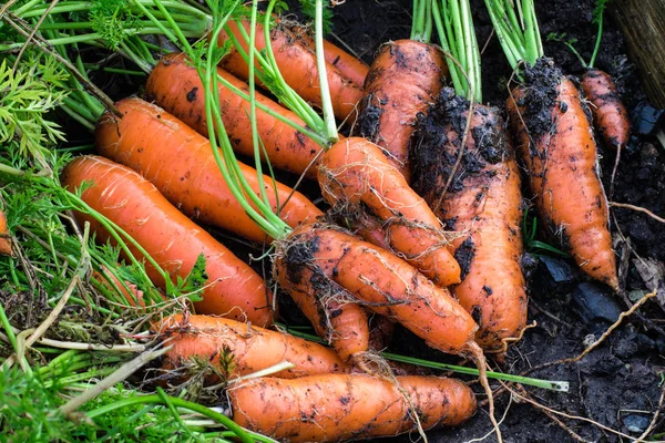Zanahorias cubiertas de tierra. fresco fuera del suelo . — Foto de Stock