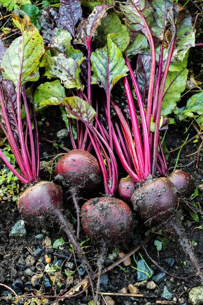 Bio-Rüben. frisch aus der Erde. — Stockfoto