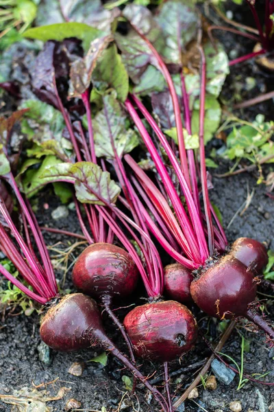 organic beet dirt washing