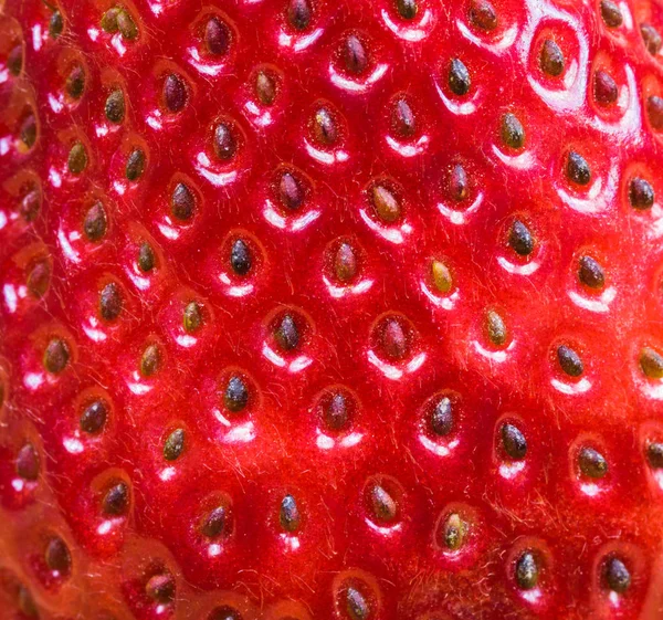 Macro photographie fraise . — Photo