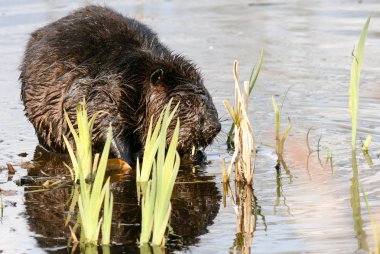 Sığ göl su sulu kökleri üzerinde munching kunduz. Kunduz Kanada ulusal hayvan.