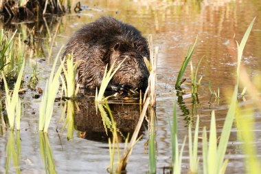 Sığ göl su sulu kökleri üzerinde munching kunduz. Kunduz Kanada ulusal hayvan.