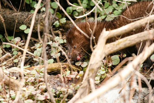 Amerikai Nyérc (Mustela vison) eszik frissen fogott élelmiszer a undergrove — Stock Fotó