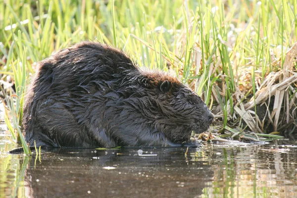 Castor mastigando em raízes suculentas na água do lago raso. Castor canadense animal nacional . — Fotografia de Stock