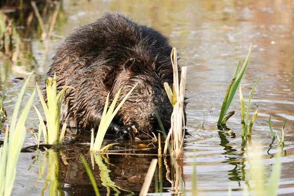 Castor mastigando em raízes suculentas na água do lago raso. Castor canadense animal nacional . — Fotografia de Stock