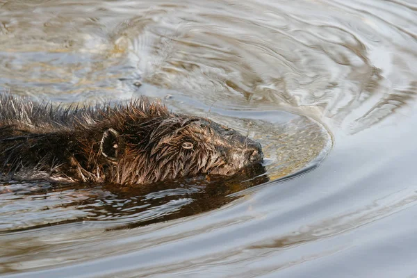 Hód csámcsogó a lédús gyökerei a sekély tó víz. Hód kanadai nemzeti állat. — Stock Fotó