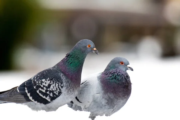 Ein paar niedliche Tauben paaren sich im Frühling. — Stockfoto