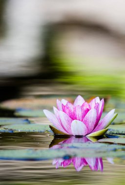 Gölette pembe su zambağı.