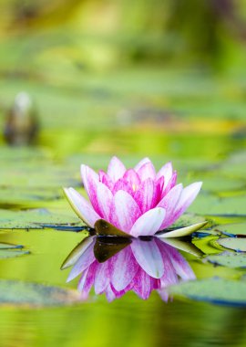 Gölette pembe su zambağı.