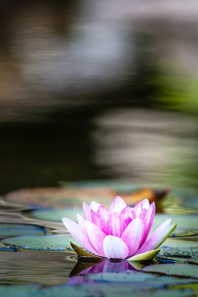 Pink water lily in the pond. — Stock Photo, Image