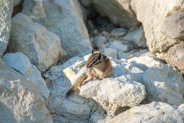 Chipmank auf den Felsen in der Dämmerung — Stockfoto