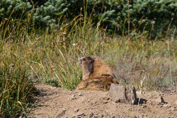 Marmot poserar i gräset på solig dag — Stockfoto