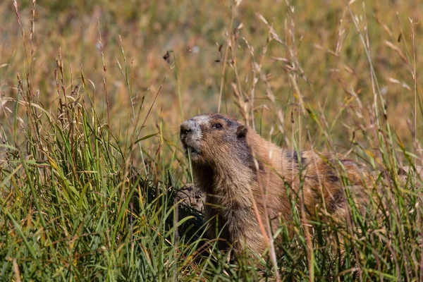 Marmotte posant dans l'herbe par une journée ensoleillée — Photo