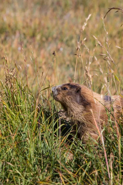 Marmot poserar i gräset på solig dag — Stockfoto