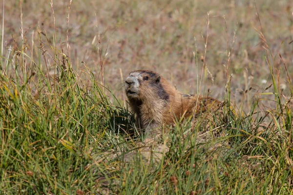 Marmotte posant dans l'herbe par une journée ensoleillée — Photo