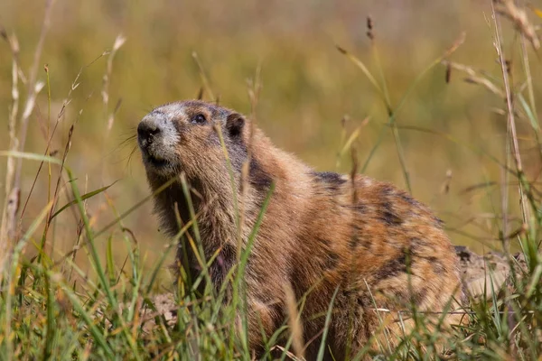 Murmeltier posiert an sonnigem Tag im Gras — Stockfoto