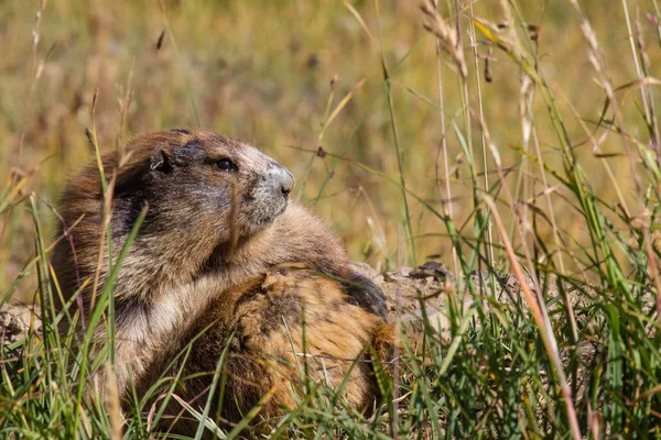 Marmot poserar i gräset på solig dag — Stockfoto