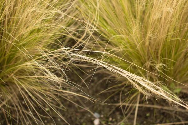 Ozdobne trawy tło. — Zdjęcie stockowe