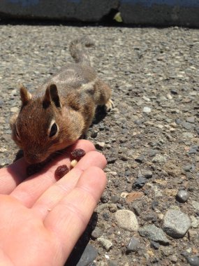 Art arda sıralı Golden mantled zemin sincap