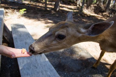 Dişi geyik yakın kamera kadar. Dost doe olimpik Milli Parkı'nda.