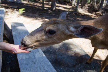 Dişi geyik yakın kamera kadar. Dost doe olimpik Milli Parkı'nda.