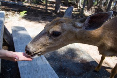 Dişi geyik yakın kamera kadar. Dost doe olimpik Milli Parkı'nda.