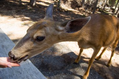 Dişi geyik yakın kamera kadar. Dost doe olimpik Milli Parkı'nda.