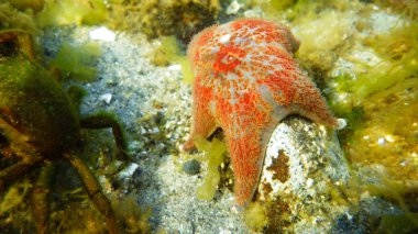 Tarafından deniz yaşamı çevrili bir kayanın üzerinde kırmızı deniz yıldızı sualtı