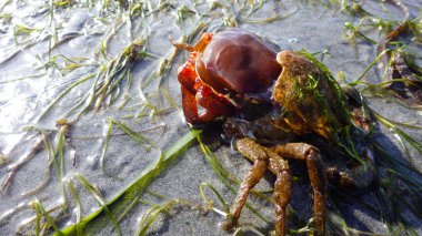 Kuzey varek Yengeç, örümcek yengeci, kalkan arka Yengeç kabuğu kumlu bir plaj üzerinde değiştirme (Pugettia producta).