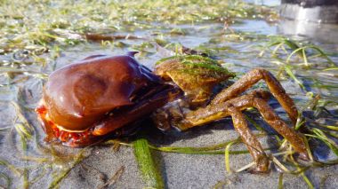 Northern kelp crab, spider crab, shield back crab ( Pugettia producta ) Changing its shell on a sandy beach. clipart