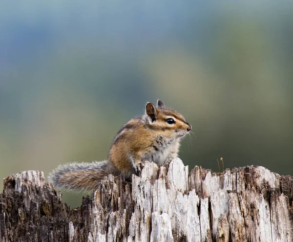 Chipmunk sitting on a stump and looking into camera. — Stock Photo, Image