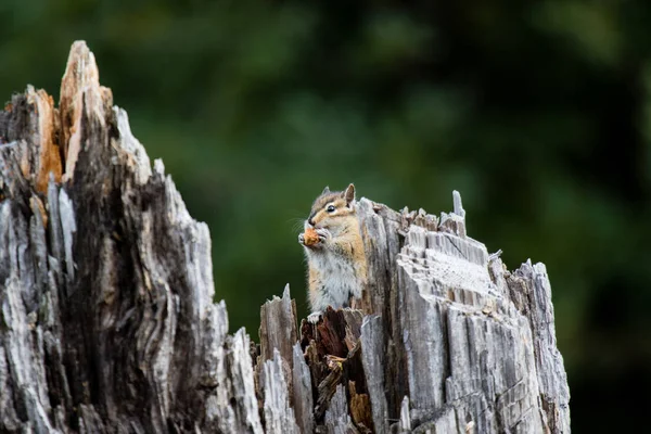 Niedlicher Chipmank knabbert leckeres Essen, während er sich in einem Baumstumpf versteckt — Stockfoto