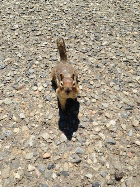 Cascada Golden-mantled Ground Squirrel —  Fotos de Stock