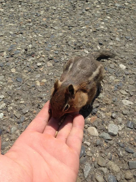 Cascade écureuil terrestre au manteau doré — Photo
