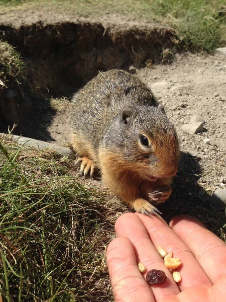 Écureuil de Colombie (Urocitellus columbianus) mangeant des noix et des raisins secs à la main . — Photo