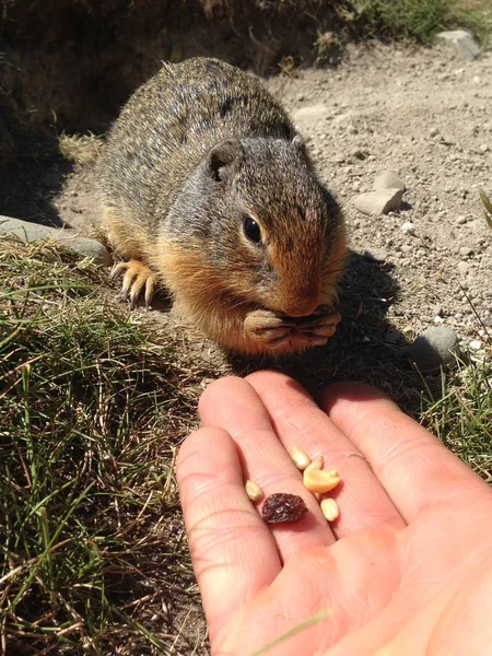 Écureuil de Colombie (Urocitellus columbianus) mangeant des noix et des raisins secs à la main . — Photo